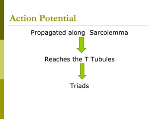 Action Potential
Propagated along Sarcolemma
Reaches the T Tubules
Triads
 