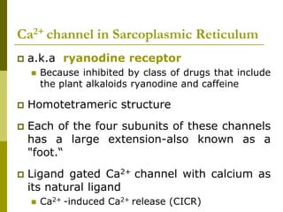Ca2+ channel in Sarcoplasmic Reticulum
 a.k.a ryanodine receptor
 Because inhibited by class of drugs that include
the plant alkaloids ryanodine and caffeine
 Homotetrameric structure
 Each of the four subunits of these channels
has a large extension-also known as a
"foot.“
 Ligand gated Ca2+ channel with calcium as
its natural ligand
 Ca2+ -induced Ca2+ release (CICR)
 