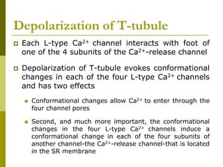 Depolarization of T-tubule
 Each L-type Ca2+ channel interacts with foot of
one of the 4 subunits of the Ca2+-release channel
 Depolarization of T-tubule evokes conformational
changes in each of the four L-type Ca2+ channels
and has two effects
 Conformational changes allow Ca2+ to enter through the
four channel pores
 Second, and much more important, the conformational
changes in the four L-type Ca2+ channels induce a
conformational change in each of the four subunits of
another channel-the Ca2+-release channel-that is located
in the SR membrane
 