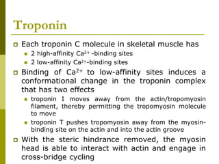 Troponin
 Each troponin C molecule in skeletal muscle has
 2 high-affinity Ca2+ -binding sites
 2 low-affinity Ca2+-binding sites
 Binding of Ca2+ to low-affinity sites induces a
conformational change in the troponin complex
that has two effects
 troponin I moves away from the actin/tropomyosin
filament, thereby permitting the tropomyosin molecule
to move
 troponin T pushes tropomyosin away from the myosin-
binding site on the actin and into the actin groove
 With the steric hindrance removed, the myosin
head is able to interact with actin and engage in
cross-bridge cycling
 
