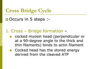 Cross Bridge Cycle
 Occurs in 5 steps :-
1. Cross – Bridge formation –
 cocked myosin head (perpendicular or
at a 90-degree angle to the thick and
thin filaments) binds to actin filament
 Cocked head has the stored energy
derived from the cleaved ATP
 