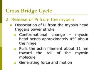 Cross Bridge Cycle
2. Release of Pi from the myosin
 Dissociation of Pi from the myosin head
triggers power stroke
 Conformational change - myosin
head bends approximately 45º about
the hinge
 Pulls the actin filament about 11 nm
toward the tail of the myosin
molecule
 Generating force and motion
 