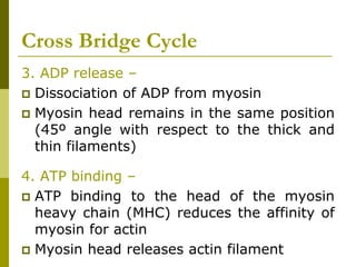 Cross Bridge Cycle
3. ADP release –
 Dissociation of ADP from myosin
 Myosin head remains in the same position
(45º angle with respect to the thick and
thin filaments)
4. ATP binding –
 ATP binding to the head of the myosin
heavy chain (MHC) reduces the affinity of
myosin for actin
 Myosin head releases actin filament
 