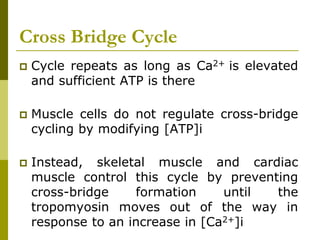 Cross Bridge Cycle
 Cycle repeats as long as Ca2+ is elevated
and sufficient ATP is there
 Muscle cells do not regulate cross-bridge
cycling by modifying [ATP]i
 Instead, skeletal muscle and cardiac
muscle control this cycle by preventing
cross-bridge formation until the
tropomyosin moves out of the way in
response to an increase in [Ca2+]i
 