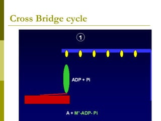 Cross Bridge cycle
 