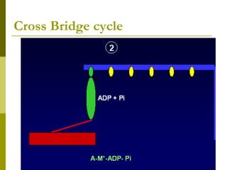 Cross Bridge cycle
 