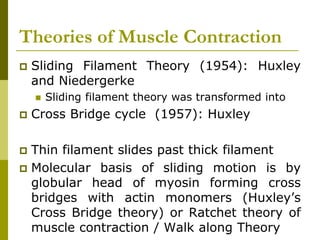Theories of Muscle Contraction
 Sliding Filament Theory (1954): Huxley
and Niedergerke
 Sliding filament theory was transformed into
 Cross Bridge cycle (1957): Huxley
 Thin filament slides past thick filament
 Molecular basis of sliding motion is by
globular head of myosin forming cross
bridges with actin monomers (Huxley’s
Cross Bridge theory) or Ratchet theory of
muscle contraction / Walk along Theory
 