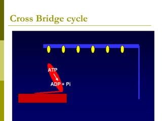 Cross Bridge cycle
 