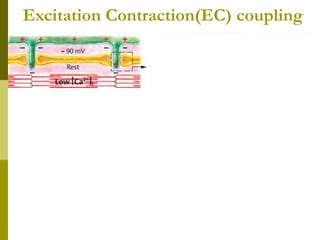 Excitation Contraction(EC) coupling
 