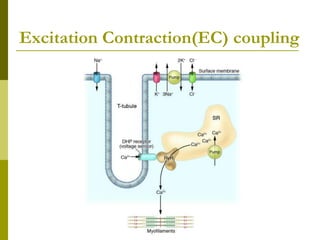 Excitation Contraction(EC) coupling
 