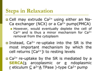 Steps in Relaxation
 Cell may extrude Ca2+ using either an Na-
Ca exchanger (NCX) or a Ca2+ pump(PMCA)
 However, would eventually deplete the cell of
Ca2+ and is thus a minor mechanism for Ca2+
removal from the cytoplasm
 Instead, Ca2+ re-uptake into the SR is the
most important mechanism by which the
cell returns [Ca2+]i to resting levels
 Ca2+ re-uptake by the SR is mediated by a
SERCA(s arcoplasmic or e ndoplasmic
r eticulum C a2+A TPase )-type Ca2+ pump
 