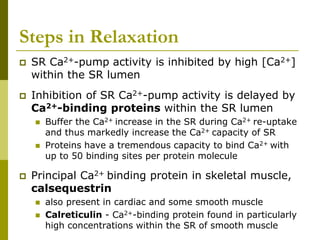 Steps in Relaxation
 SR Ca2+-pump activity is inhibited by high [Ca2+]
within the SR lumen
 Inhibition of SR Ca2+-pump activity is delayed by
Ca2+-binding proteins within the SR lumen
 Buffer the Ca2+ increase in the SR during Ca2+ re-uptake
and thus markedly increase the Ca2+ capacity of SR
 Proteins have a tremendous capacity to bind Ca2+ with
up to 50 binding sites per protein molecule
 Principal Ca2+ binding protein in skeletal muscle,
calsequestrin
 also present in cardiac and some smooth muscle
 Calreticulin - Ca2+-binding protein found in particularly
high concentrations within the SR of smooth muscle
 