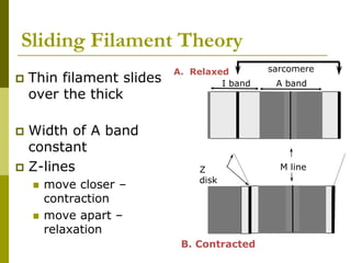 Sliding Filament Theory
 Thin filament slides
over the thick
 Width of A band
constant
 Z-lines
 move closer –
contraction
 move apart –
relaxation
A. Relaxed
I band A band
sarcomere
M lineZ
disk
B. Contracted
 