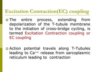 Excitation Contraction(EC) coupling
 The entire process, extending from
depolarization of the T-tubule membrane
to the initiation of cross-bridge cycling, is
termed Excitation Contraction coupling or
EC coupling
 Action potential travels along T-Tubules
leading to Ca++ release from sarcoplasmic
reticulum leading to contraction
 
