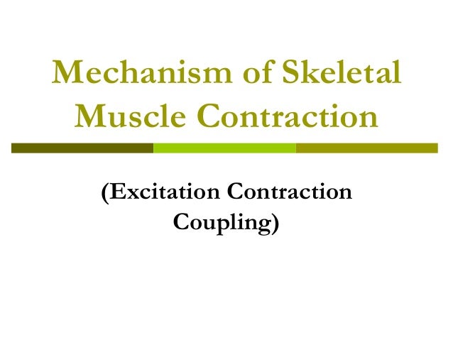 Control Of Muscle Contraction Flow Chart