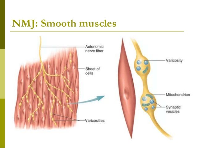Smooth Muscles