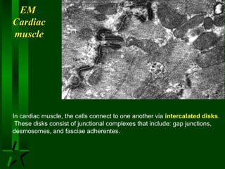 EM
Cardiac
muscle

In cardiac muscle, the cells connect to one another via intercalated disks.
These disks consist of junctional complexes that include: gap junctions,
desmosomes, and fasciae adherentes.

 