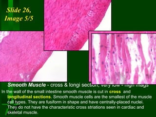 Slide 26,
Image 5/5

Smooth Muscle - cross & longi section, very low - high mags
In the wall of the small intestine smooth muscle is cut in cross and
longitudinal sections. Smooth muscle cells are the smallest of the muscle
cell types. They are fusiform in shape and have centrally-placed nuclei.
They do not have the characteristic cross striations seen in cardiac and
skeletal muscle.

 
