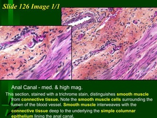 Slide 126 Image 1/1

Anal Canal - med. & high mag.
This section, stained with a trichrome stain, distinguishes smooth muscle
from connective tissue. Note the smooth muscle cells surrounding the
lumen of the blood vessel. Smooth muscle interweaves with the
connective tissue deep to the underlying the simple columnar
epithelium lining the anal canal.

 