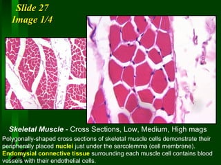 Slide 27
Image 1/4

Skeletal Muscle - Cross Sections, Low, Medium, High mags
Polygonally-shaped cross sections of skeletal muscle cells demonstrate their
peripherally placed nuclei just under the sarcolemma (cell membrane).
Endomysial connective tissue surrounding each muscle cell contains blood
vessels with their endothelial cells.

 