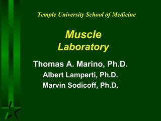 Temple University School of Medicine

Muscle
Laboratory
Thomas A. Marino, Ph.D.
Albert Lamperti, Ph.D.
Marvin Sodicoff, Ph.D.

 