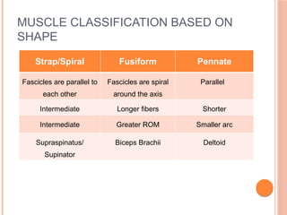 Strap Parallel Muscle Muscle action and_work | PDF