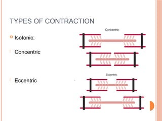 TYPES OF CONTRACTION
 Isotonic:
 Concentric
 Eccentric
 