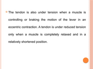  The tendon is also under tension when a muscle is
controlling or braking the motion of the lever in an
eccentric contraction. A tendon is under reduced tension
only when a muscle is completely relaxed and in a
relatively shortened position.
 