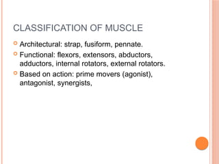 CLASSIFICATION OF MUSCLE
 Architectural: strap, fusiform, pennate.
 Functional: flexors, extensors, abductors,
adductors, internal rotators, external rotators.
 Based on action: prime movers (agonist),
antagonist, synergists,
 