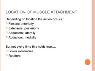 LOCATION OF MUSCLE ATTACHMENT
Depending on location the action occurs.:
 Flexors: anteriorly
 Extensors: posteriorly
 Abductors: laterally
 Adductors: medially
But not every time this holds true….
 Lower extremities
 Rotators
 