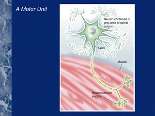 A Motor Unit 