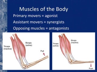 Muscles of the Body Primary movers = agonist Assistant movers = synergists Opposing muscles = antagonists 
