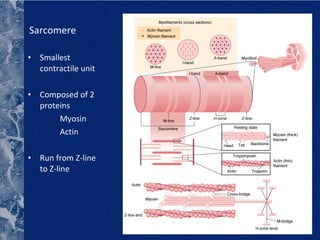 Sarcomere Smallest contractile unit Composed of 2 proteins Myosin Actin Run from Z-line to Z-line 