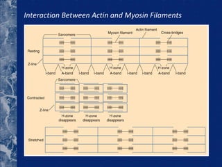 Interaction Between Actin and Myosin Filaments  