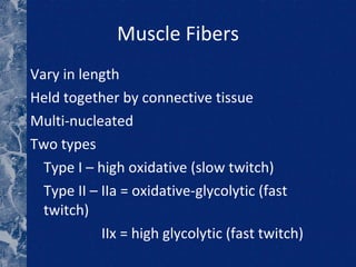 Muscle Fibers Vary in length Held together by connective tissue Multi-nucleated  Two types Type I – high oxidative (slow twitch) Type II – IIa = oxidative-glycolytic (fast twitch) IIx = high glycolytic (fast twitch) 