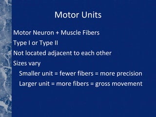 Motor Units Motor Neuron + Muscle Fibers Type I or Type II Not located adjacent to each other Sizes vary Smaller unit = fewer fibers = more precision Larger unit = more fibers = gross movement 