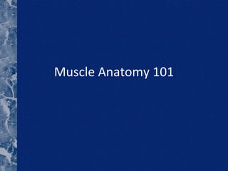 Muscle Anatomy 101 