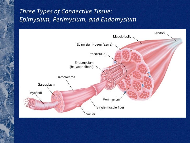 Muscle Anantomy 101