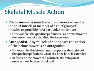Skeletal Muscle Action
 Prime mover: A muscle is a prime mover when it is
the chief muscle or member of a chief group of
muscles responsible for a particular movement.
 For example, the quadriceps femoris is a prime mover in
the movement of extending the knee joint
 Antagonist: Any muscle that opposes the action
of the prime mover is an antagonist.
 For example, the biceps femoris opposes the action of
the quadriceps femoris when the knee joint is extended
 Before a prime mover can contract, the antagonist
muscle must be equally relaxed
 