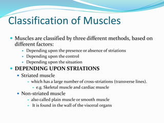 Classification of Muscles
 Muscles are classified by three different methods, based on
different factors:
 Depending upon the presence or absence of striations
 Depending upon the control
 Depending upon the situation
 DEPENDING UPON STRIATIONS
 Striated muscle
 which has a large number of cross-striations (transverse lines).
 e.g. Skeletal muscle and cardiac muscle
 Non-striated muscle
 also called plain muscle or smooth muscle
 It is found in the wall of the visceral organs
 