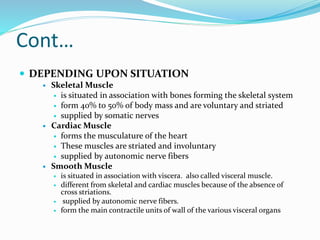 Cont…
 DEPENDING UPON SITUATION
 Skeletal Muscle
 is situated in association with bones forming the skeletal system
 form 40% to 50% of body mass and are voluntary and striated
 supplied by somatic nerves
 Cardiac Muscle
 forms the musculature of the heart
 These muscles are striated and involuntary
 supplied by autonomic nerve fibers
 Smooth Muscle
 is situated in association with viscera. also called visceral muscle.
 different from skeletal and cardiac muscles because of the absence of
cross striations.
 supplied by autonomic nerve fibers.
 form the main contractile units of wall of the various visceral organs
 