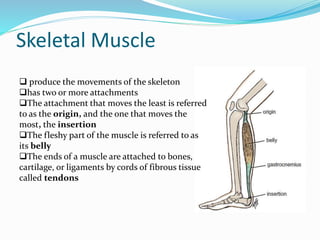 Skeletal Muscle
 produce the movements of the skeleton
has two or more attachments
The attachment that moves the least is referred
to as the origin, and the one that moves the
most, the insertion
The fleshy part of the muscle is referred to as
its belly
The ends of a muscle are attached to bones,
cartilage, or ligaments by cords of fibrous tissue
called tendons
 