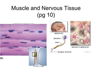 Muscle and Nervous Tissue
(pg 10)
 