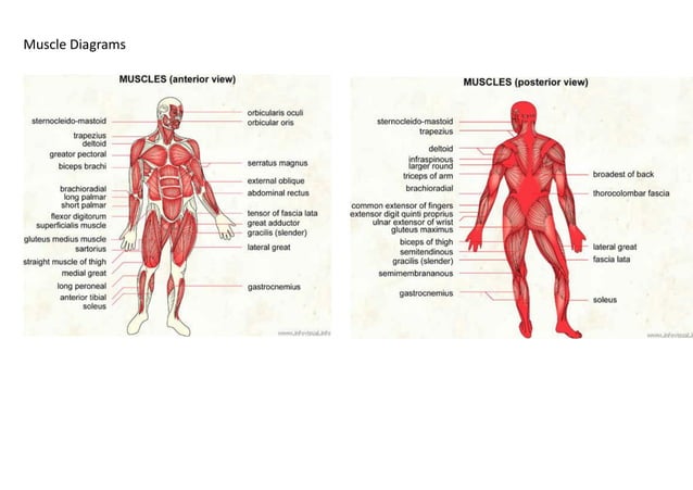 Muscle And Skeleton Diagrams 2nd Stage PDF muscle-and-skeleton-diagrams-2nd-stage-pdf