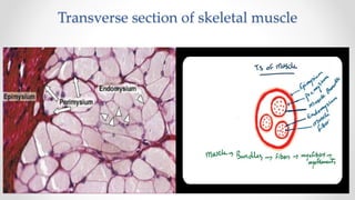 Transverse section of skeletal muscle
 
