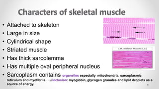 • Attached to skeleton
• Large in size
• Cylindrical shape
• Striated muscle
• Has thick sarcolemma
• Has multiple oval peripheral nucleus
• Sarcoplasm contains organelles especially mitochondria, sarcoplasmic
reticulum and myofibrils…..//inclusion: myoglobin, glycogen granules and lipid droplets as a
source of energy.
 