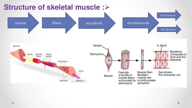 What are the contractile units of skeletal muscles?