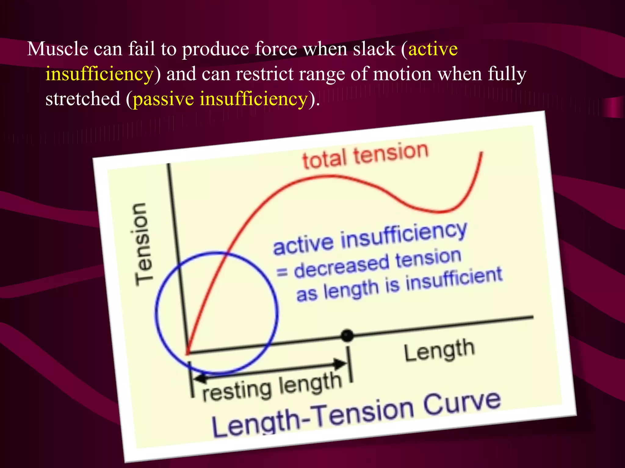 Muscle biomechanics | PPT
