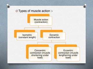 O Types of muscle action :-
Muscle action
(contraction)
Isometric
(constant length)
Dynamic
contraction
Concentric
contraction (muscle
shortening under
load)
Eccentric
contraction (muscle
lengthening under
load)
 
