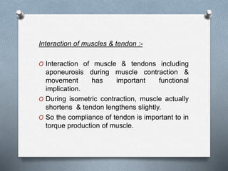 Interaction of muscles & tendon :-
O Interaction of muscle & tendons including
aponeurosis during muscle contraction &
movement has important functional
implication.
O During isometric contraction, muscle actually
shortens & tendon lengthens slightly.
O So the compliance of tendon is important to in
torque production of muscle.
 